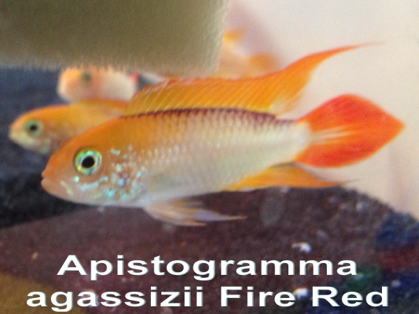 Agassiz's Zwergbuntbarsch Fire Red, Apistogramma agassizii Fire Red